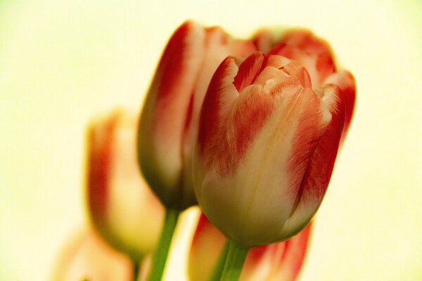 Tulips Picture Board by Glen Allen