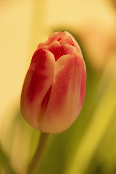 Tulip Picture Board by Glen Allen