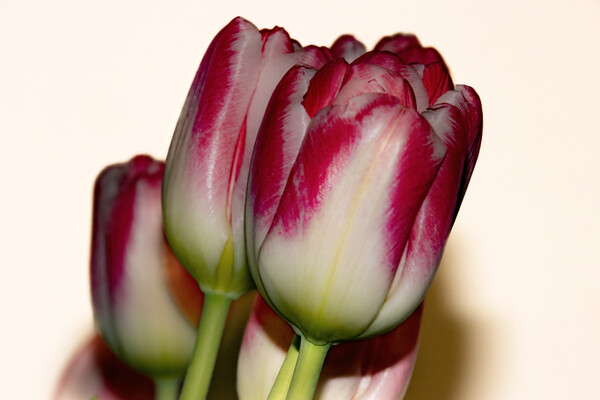Tulips 02 Picture Board by Glen Allen