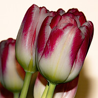 Buy canvas prints of Tulips 02 by Glen Allen
