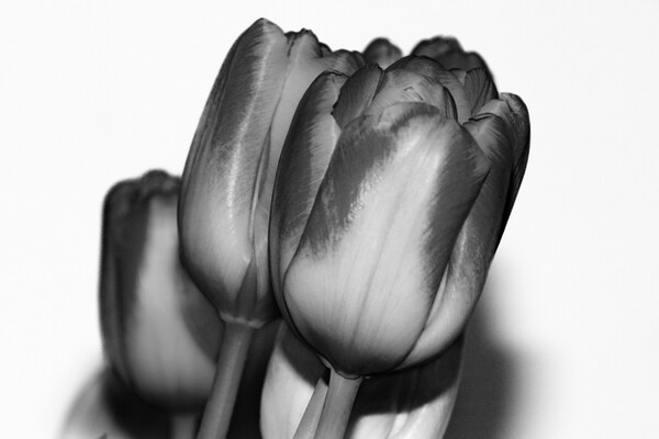 Tulips Mono Picture Board by Glen Allen