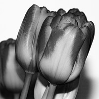 Buy canvas prints of Tulips Mono by Glen Allen