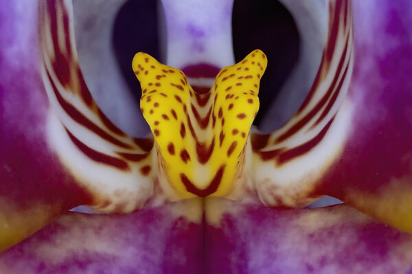 Orchid Macro Picture Board by Glen Allen