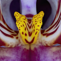Buy canvas prints of Orchid Macro by Glen Allen