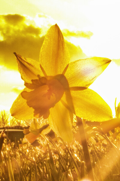 Sun Kissed Daffodil  Picture Board by Glen Allen