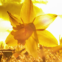 Buy canvas prints of Sun Kissed Daffodil  by Glen Allen