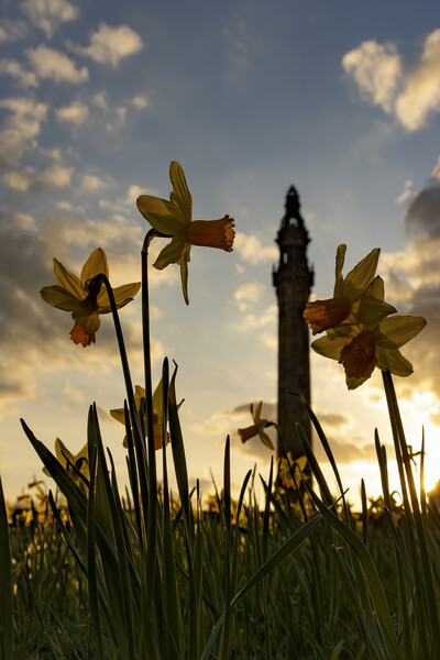 Wainhouse Tower and Daffodils 02 Picture Board by Glen Allen
