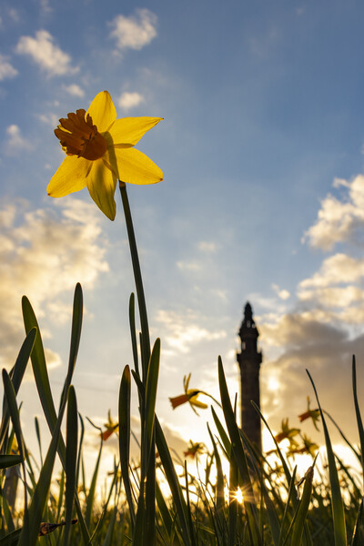 Wainhouse Tower and Daffodils 05 Picture Board by Glen Allen