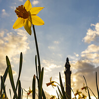 Buy canvas prints of Wainhouse Tower and Daffodils 05 by Glen Allen