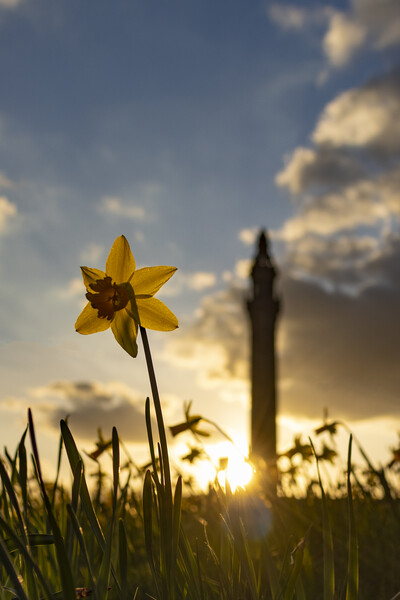 Wainhouse Tower and Daffodils 03 Picture Board by Glen Allen