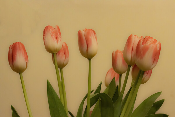 Tulips 03 Picture Board by Glen Allen