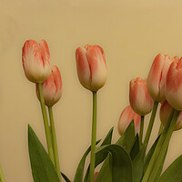 Buy canvas prints of Tulips 03 by Glen Allen