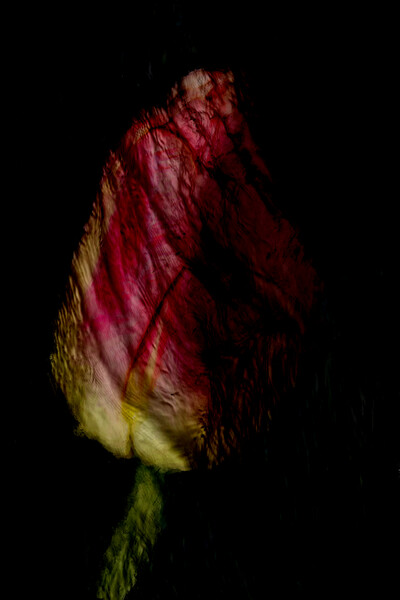 Tulip Abstract Picture Board by Glen Allen