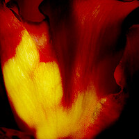 Buy canvas prints of Rose on Fire by Glen Allen
