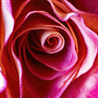 Buy canvas prints of Rose by Glen Allen