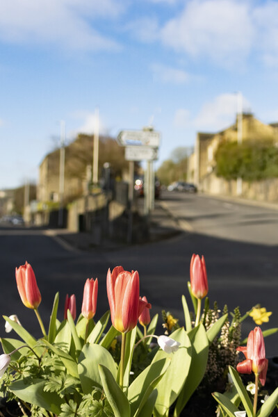 Tulips in Ripponden Picture Board by Glen Allen