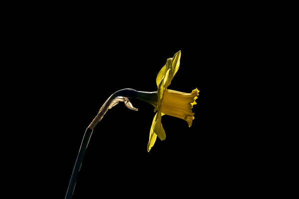 Backlit Daffodil Picture Board by Glen Allen