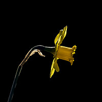 Buy canvas prints of Backlit Daffodil by Glen Allen