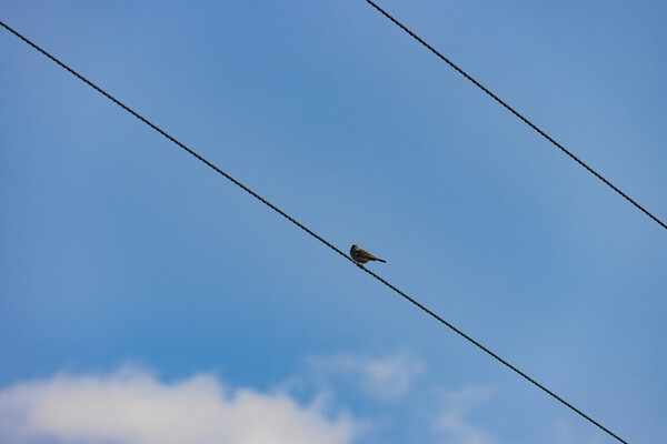 Bird on a Wire Picture Board by Glen Allen