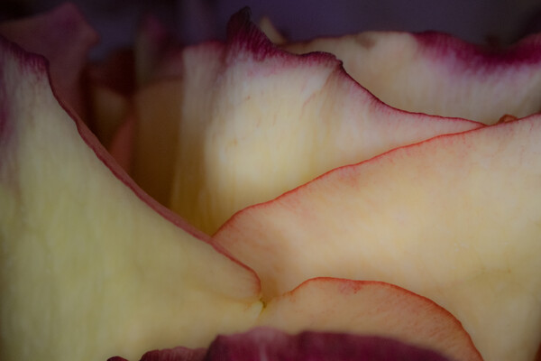 Peachy Rose Petals Picture Board by Glen Allen