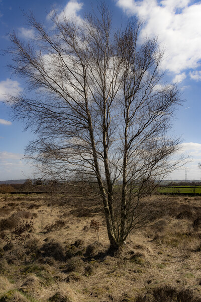 Solitary Tree Picture Board by Glen Allen