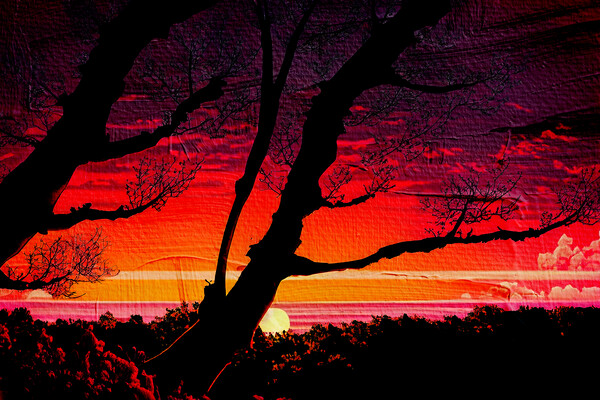 Forest Sunset 03 Picture Board by Glen Allen