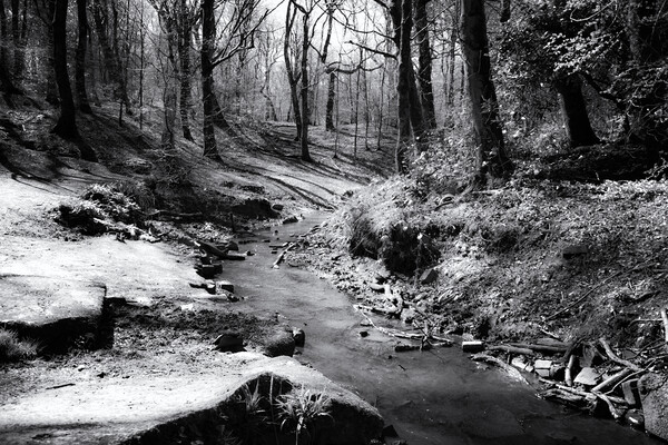 Woodland Stream - Mono Picture Board by Glen Allen