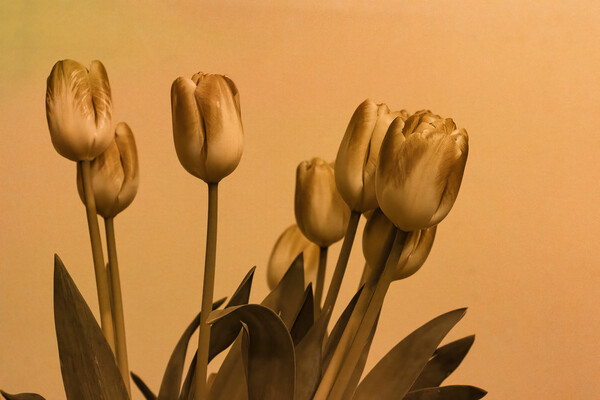Stylised Tulips Picture Board by Glen Allen