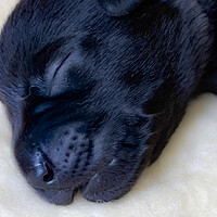 Buy canvas prints of Sleepy Puppy Labrador  by Glen Allen