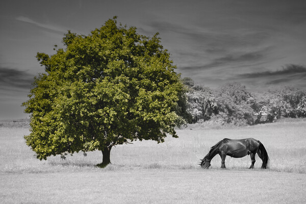 Lonely Tree and Horse Picture Board by Glen Allen