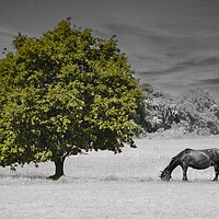 Buy canvas prints of Lonely Tree and Horse by Glen Allen