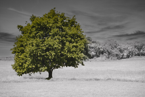 Lonely Tree Picture Board by Glen Allen