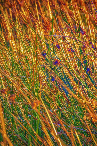 Grass II Picture Board by Glen Allen