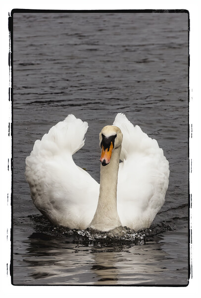 Swan 2024 Picture Board by Glen Allen