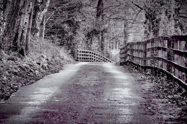 Woodland Walks - Yorkshire Picture Board by Glen Allen