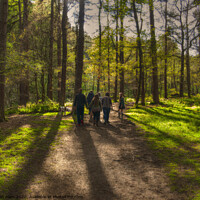 Buy canvas prints of A walk in the woods by Glen Allen