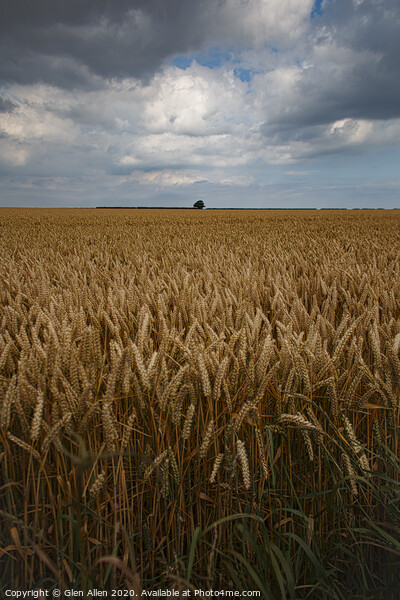 Wheat Fields Picture Board by Glen Allen