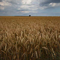Buy canvas prints of Wheat Fields by Glen Allen