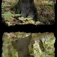 Buy canvas prints of Reflected Tree in the Canal by Glen Allen