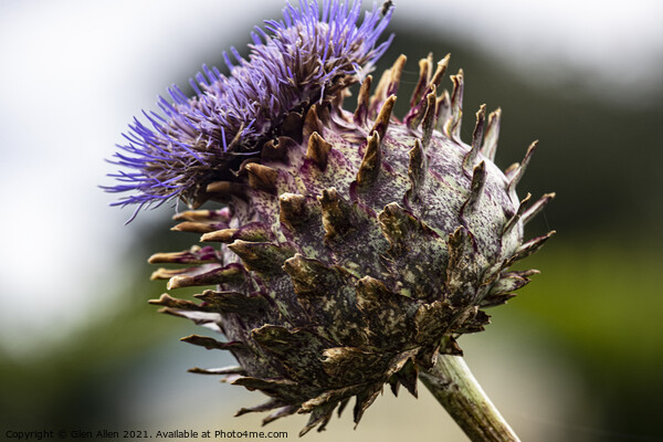 Thistle Cardueae Picture Board by Glen Allen