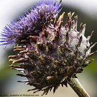 Buy canvas prints of Thistle Cardueae by Glen Allen