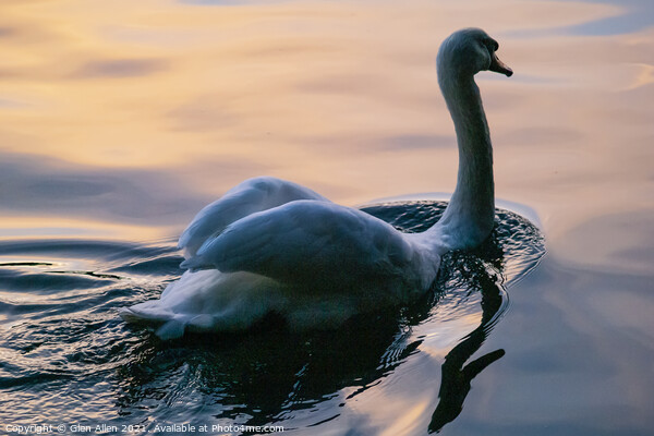 Swan Lake Picture Board by Glen Allen