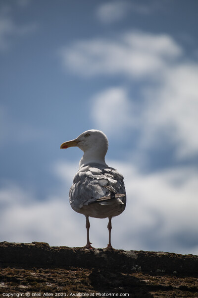 Cornwall Gull Picture Board by Glen Allen