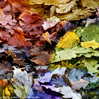 Buy canvas prints of A Miscellany of Autumnal Leaves  by Glen Allen