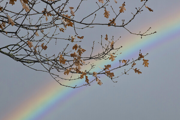 Autumnal Rainbow Picture Board by Glen Allen
