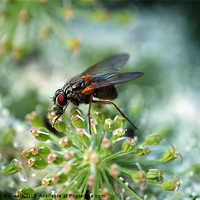 Buy canvas prints of Fly on Cow Parsley by Stephen Maxwell