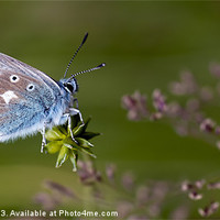 Buy canvas prints of Common Blue Butterfly by Stephen Maxwell