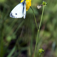 Buy canvas prints of Green-veined White - Pieris napi by Stephen Maxwell