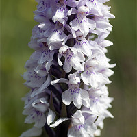 Buy canvas prints of Common Spotted Orchid by Stephen Maxwell