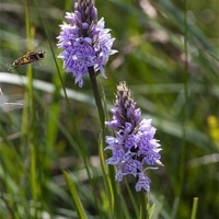 Buy canvas prints of Orchids and Hoverfly by Stephen Maxwell